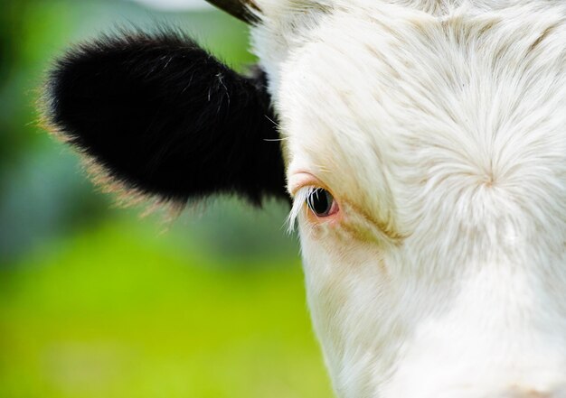 Mucca al pascolo su un campo verde