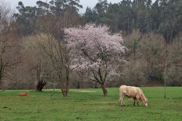 Mucca al pascolo su un prato verde accanto a un albero in fiore