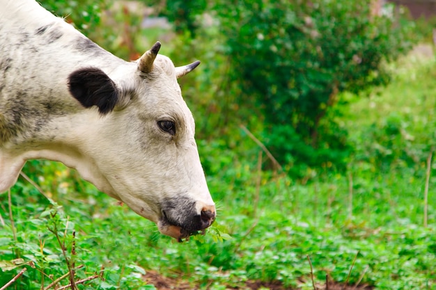 Mucca al pascolo su un prato verde. il grande bestiame con le corna mangia l'erba. gli animali si chiudono.