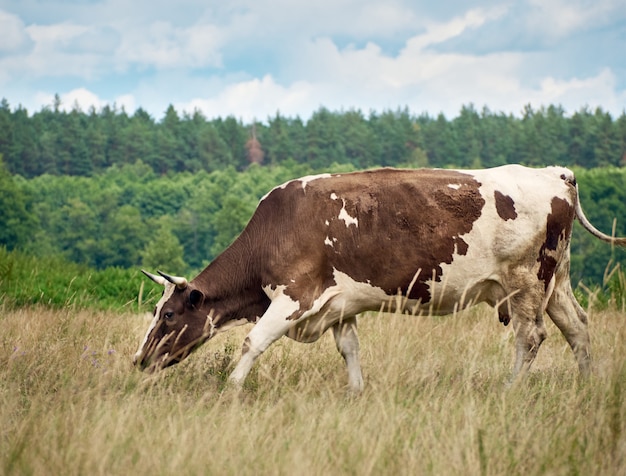 Mucca al pascolo sul pascolo