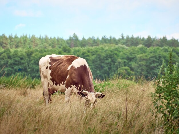 Mucca al pascolo sul pascolo.