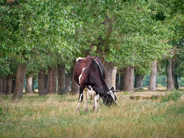 Mucca al pascolo sul pascolo.