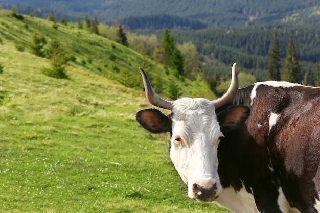 Mucca al pascolo sul prato di montagna