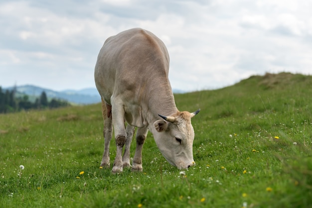 Mucca al pascolo sul prato in montagna. Bestiame al pascolo