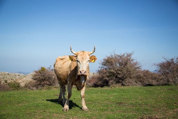 Mucca al pascolo sull&#39;erba