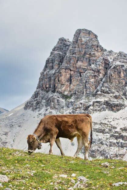 Mucca al pascolo sulle Alpi svizzere