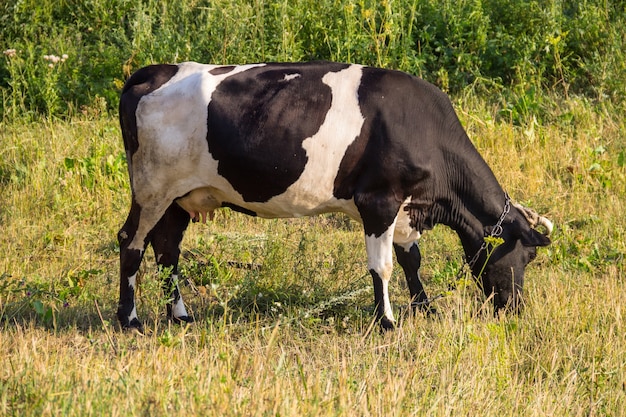 Mucca al pascolo