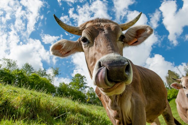 mucca al pascolo