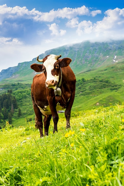 Mucca alpina in un campo