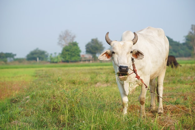 Mucca asiatica comune nel campo