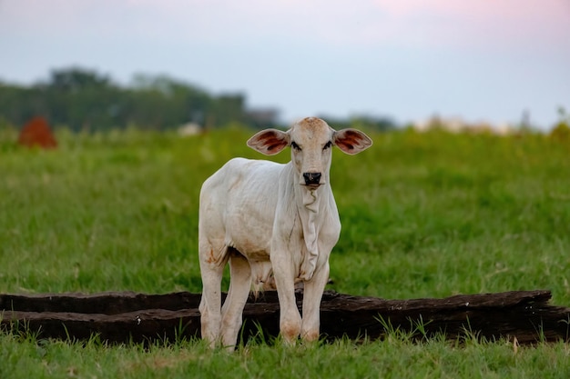 Mucca bianca allevata in una fattoria in una zona di pascolo