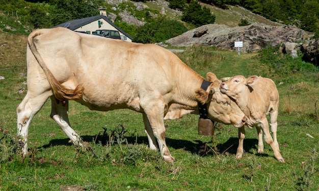 Mucca bianca con campanaccio e vitello.