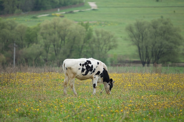 Mucca bianca con macchie nere al pascolo nel campo.