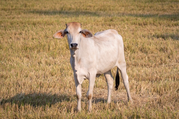 mucca bianca. Fattoria di animali.