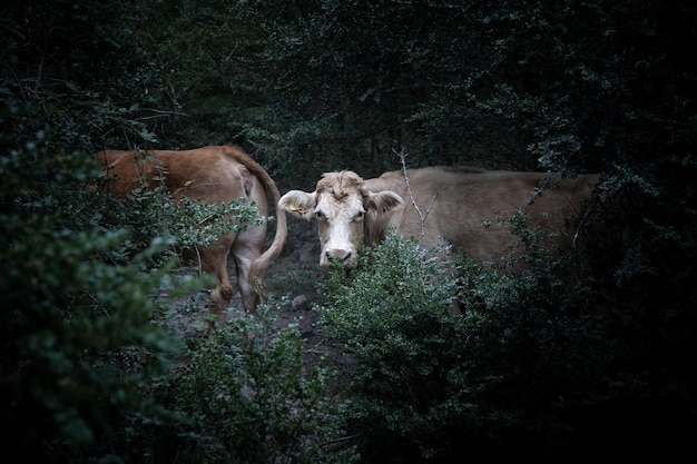 Mucca bianca guardando la telecamera in una foresta oscura