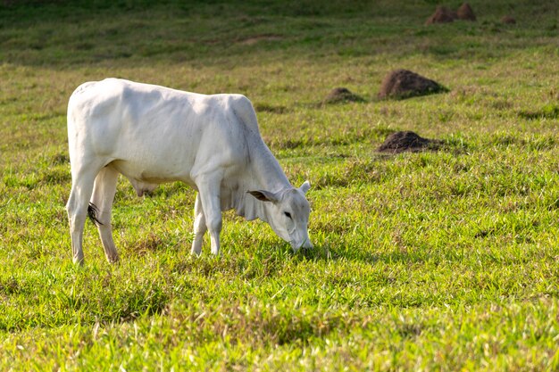 Mucca bianca nelore al pascolo