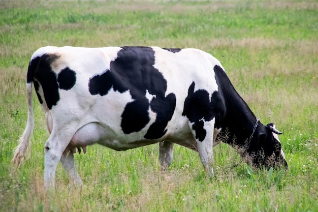 Mucca bianca nera in un campo verde