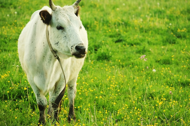 Mucca bianca su erba verde