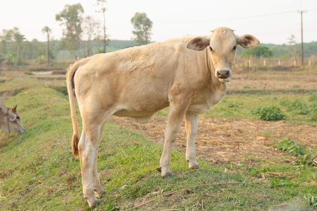 Mucca bianca sul prato