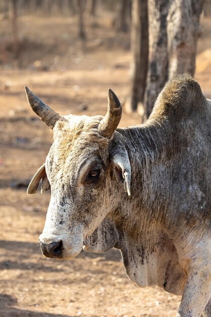 Mucca bovina dell'India Zebù