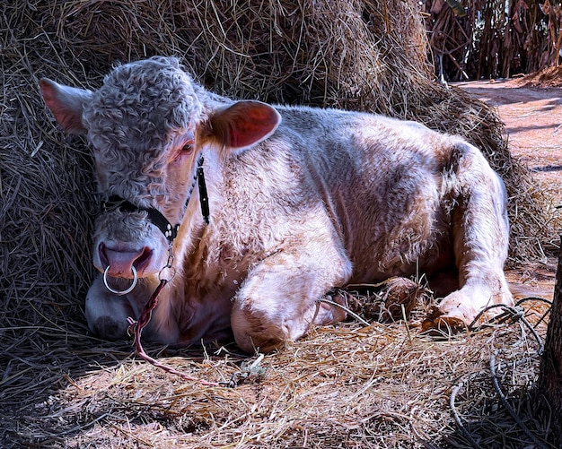 mucca charolais nella trappola Thailandia