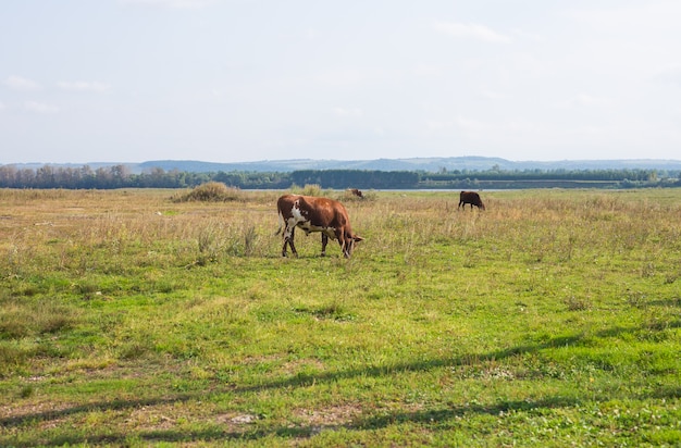 Mucca che mangia erba al campo verde estivo