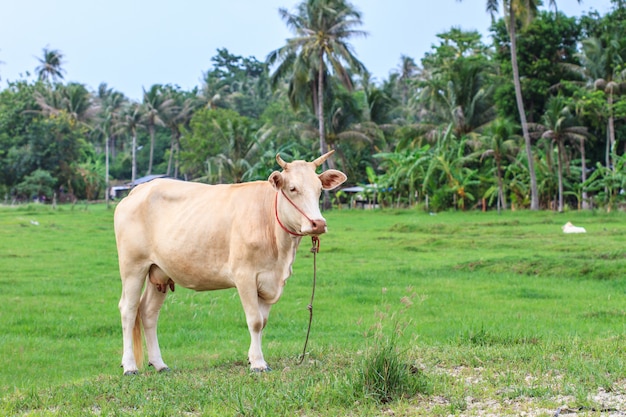 Mucca che mangia erba al campo