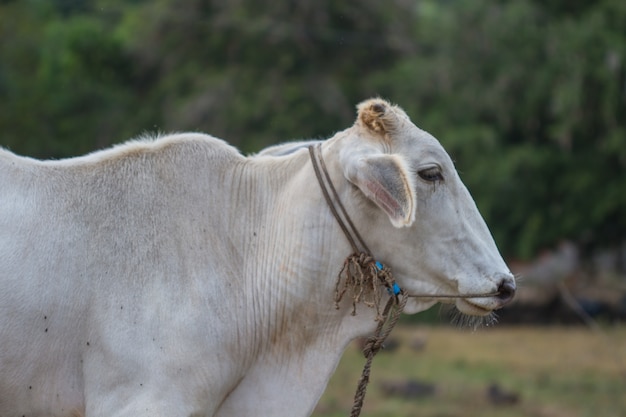 mucca che mangia erba al campo