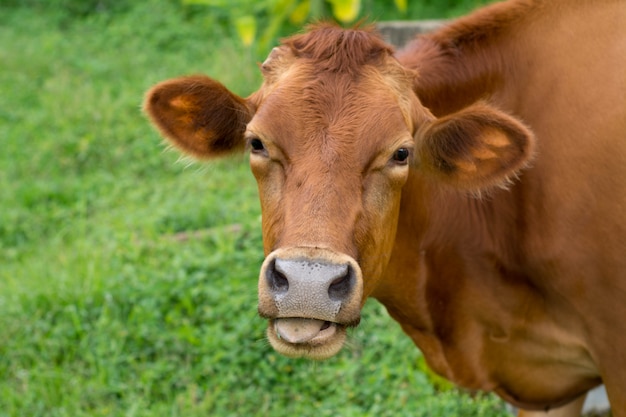 Mucca che mangia erba con un'erba verde