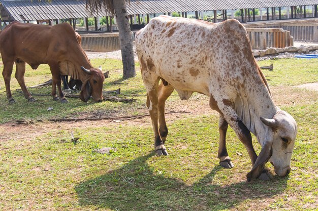 Mucca che mangia erba in un campo