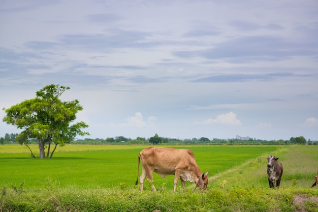 Mucca che mangia erba o paglia di riso nel giacimento del riso