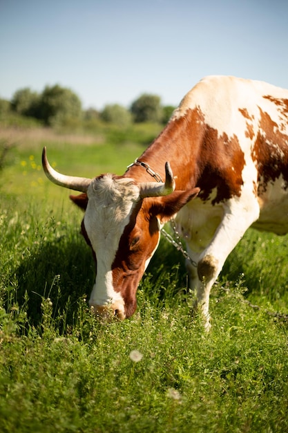 Mucca che mangia erba sul prato