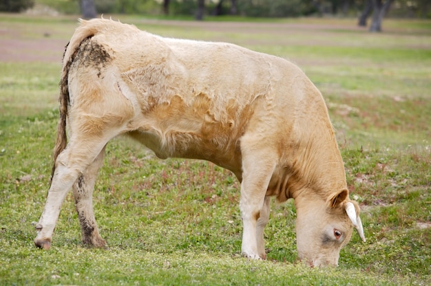 Mucca che mangia erba verde nel campo