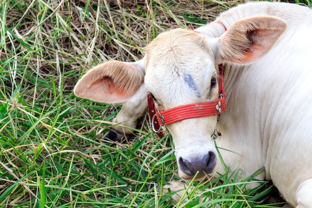 mucca che mangia erba