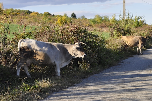 Mucca che torna a casa