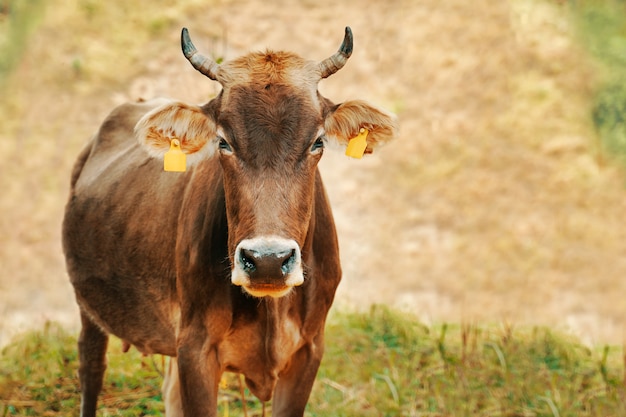 Mucca con marchi auricolari.