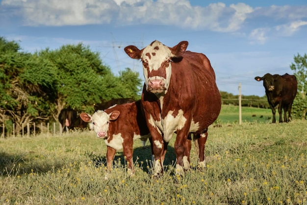 Mucca con vitello La Pampa Argentina