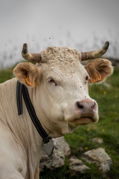 Mucca cornuta bianca all'aperto con erba