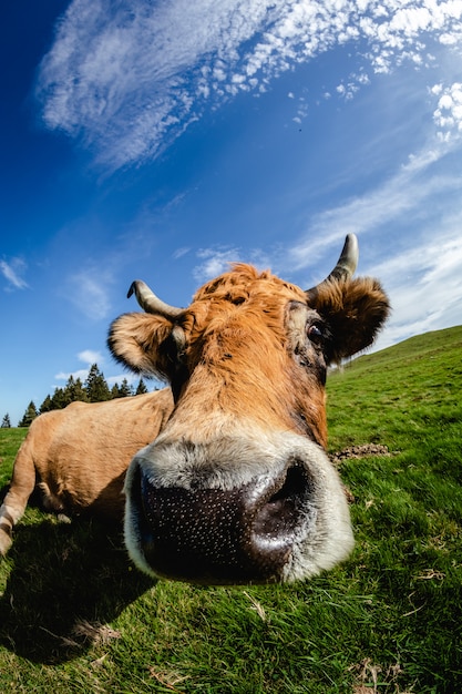 Mucca curiosa vicino alla telecamera. Faccia buffa con grandangolo