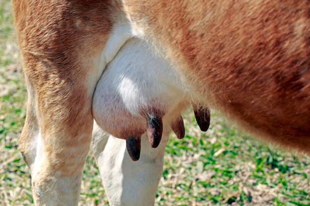 Mucca da latte al pascolo