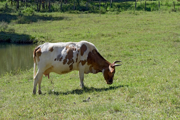 Mucca da latte in pascolo verde