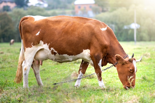 Mucca da latte marrone che pasce sull'erba verde al pascolo dell'azienda agricola.