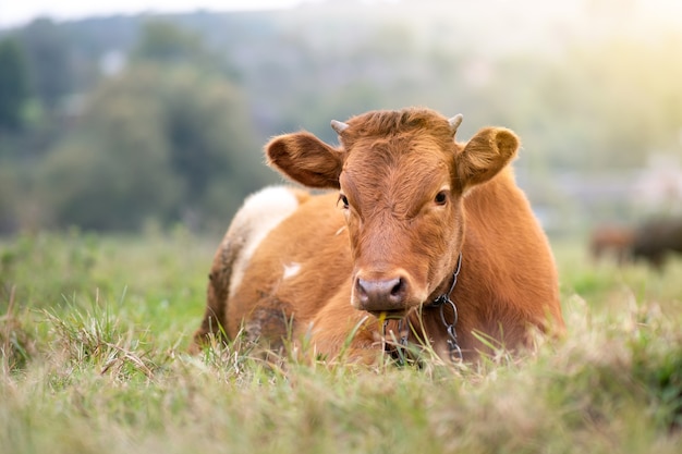 Mucca da latte marrone che pasce sull'erba verde al pascolo dell'azienda agricola.