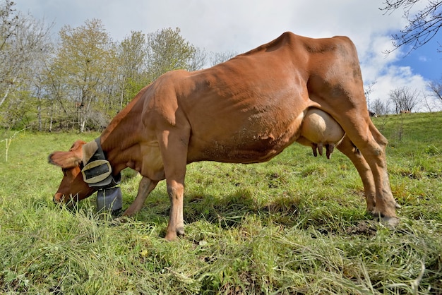 Mucca da latte marrone con una collana e una campana che pasce in pascolo in montagna alpina