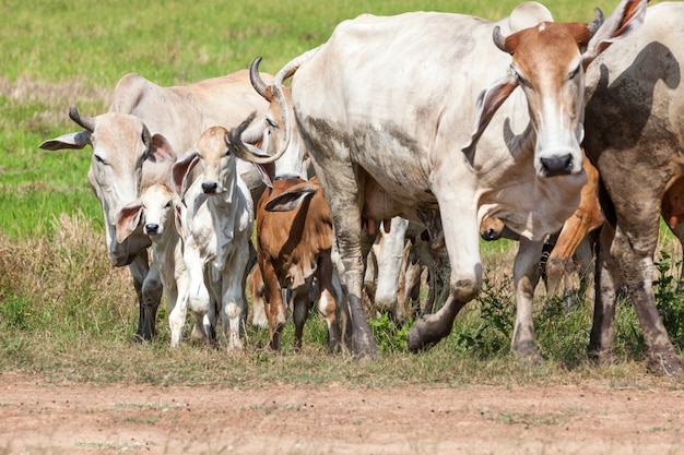 Mucca dalla Tailandia