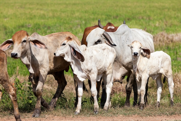 Mucca dalla Tailandia