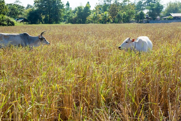 Mucca dalla Tailandia