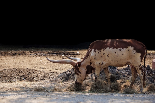 Mucca del Texas longhorn in un parco naturale.