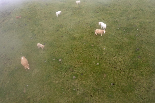 Mucca dell'isola di Pico delle Azzorre sul drone dell'antenna della nebbia