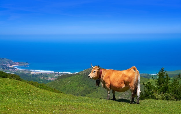 Mucca delle Asturie in alta montagna e mare